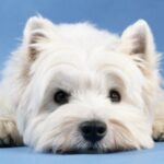 West Highland White Terrier