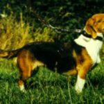 Westfalsk Dachsbracke