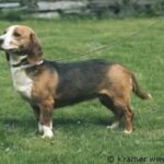 Westfalsk Dachsbracke