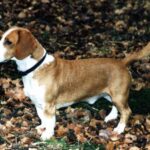 Westfalsk Dachsbracke