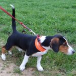 Westfalsk Dachsbracke