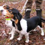 Westfalsk Dachsbracke
