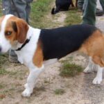 Westfalsk Dachsbracke