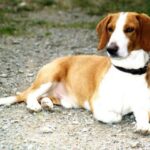 Westfalsk Dachsbracke