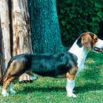 Westfalsk Dachsbracke