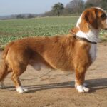 Westfalsk Dachsbracke