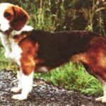 Westfalsk Dachsbracke
