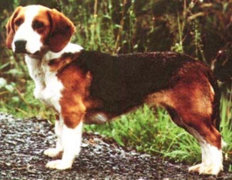 Westfalsk Dachsbracke