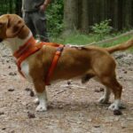 Westfalsk Dachsbracke