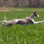 Whippet