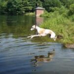 Whippet