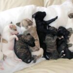 Whippet