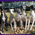 Whippet
