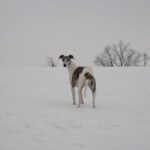 Whippet