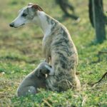 Whippet