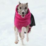 Whippet