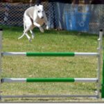 Whippet
