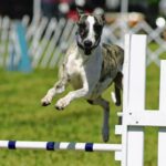 Whippet