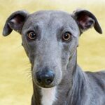 Whippet