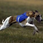 Whippet