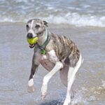 Whippet