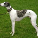 Whippet