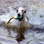 Whippet
