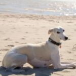 Whippet