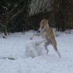 Whippet