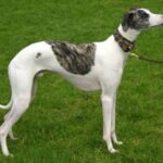 Whippet