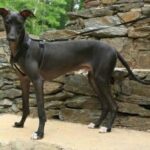 Whippet