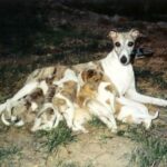 Whippet
