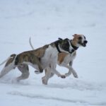 Whippet
