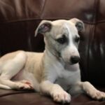 Whippet