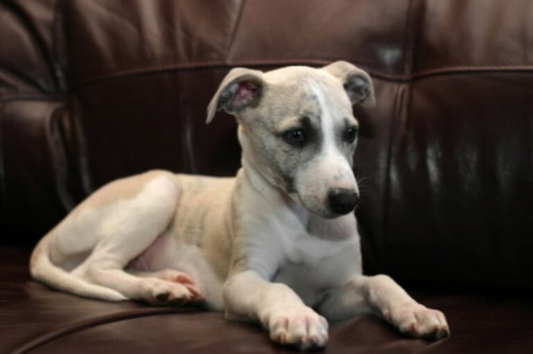 Whippet