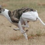 Whippet