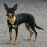 Nemi fra Kennel Terrichi