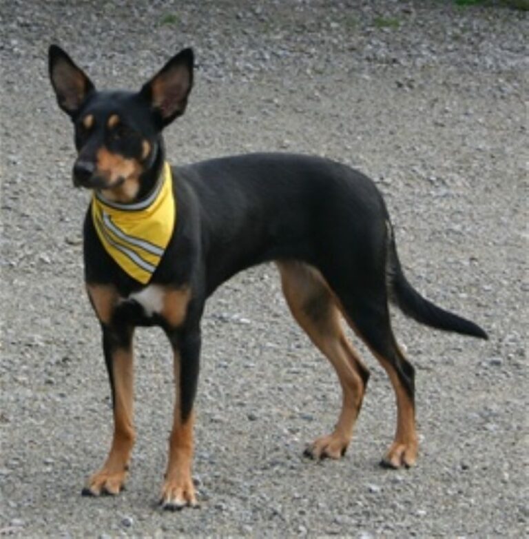 Nemi fra Kennel Terrichi