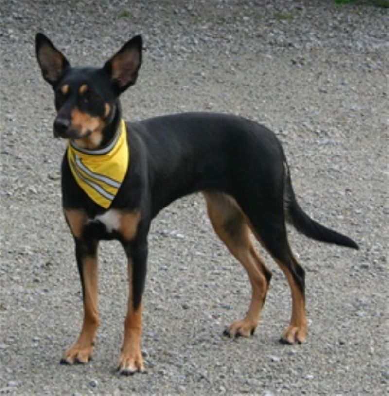Nemi fra Kennel Terrichi