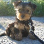 Tilsendt fra Norsk Yorkshire Terrier Klubb