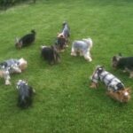 Tilsendt fra Norsk Yorkshire Terrier Klubb