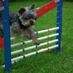 Tilsendt fra Norsk Yorkshire Terrier Klubb