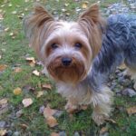 Tilsendt fra Norsk Yorkshire Terrier Klubb