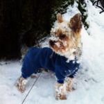 Tilsendt fra Norsk Yorkshire Terrier Klubb