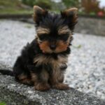 Tilsendt fra Norsk Yorkshire Terrier Klubb