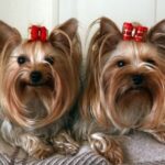 Tilsendt fra Norsk Yorkshire Terrier Klubb
