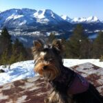 Tilsendt fra Norsk Yorkshire Terrier Klubb