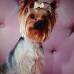 Tilsendt fra Norsk Yorkshire Terrier Klubb