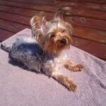 Tilsendt fra Norsk Yorkshire Terrier Klubb