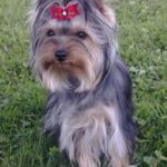 Tilsendt fra Norsk Yorkshire Terrier Klubb